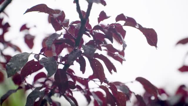 雨点落在覆盖着水珠的梨花红色叶子上视频下载