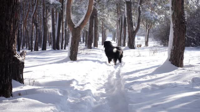 被雪覆盖的伯尔尼犬在雪堆中奔跑。大毛茸茸的狗视频素材