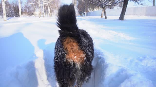 伯恩犬满身是雪，在雪堆中行走。后面有一只毛茸茸的大狗视频素材