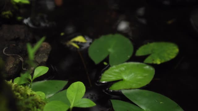 丛林到一个悬崖上的高山与岩石河和绿色的树木视频素材