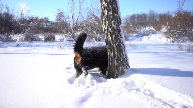 伯尔尼犬在公园的一棵树上的雪堆上撒尿。大毛茸茸的狗视频素材