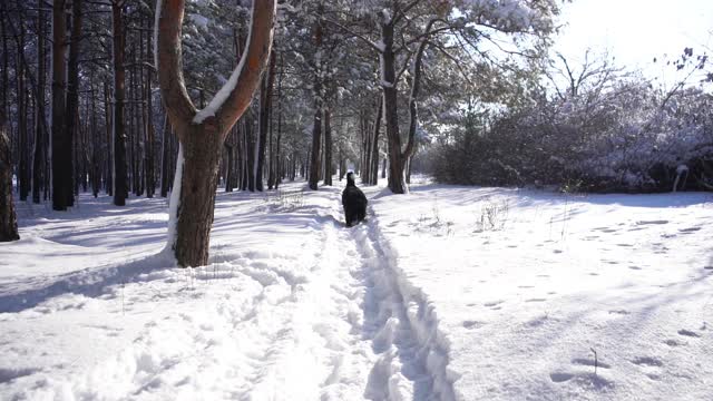 伯恩犬满身是雪，在雪堆中行走。大毛茸茸的狗视频素材