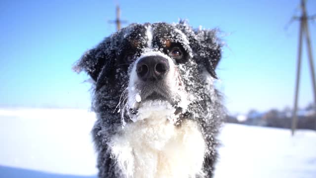 伯尔尼山犬的鼻子上覆盖着积雪。快乐的狗头近了视频素材