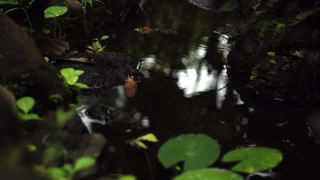 丛林到一个悬崖上的高山与岩石河和绿色的树木视频素材