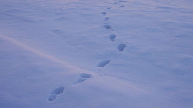 在冰雪覆盖的北极，女人踏着雪走了视频素材