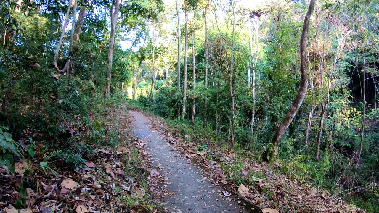 在泰国清迈的丛林里散步视频素材