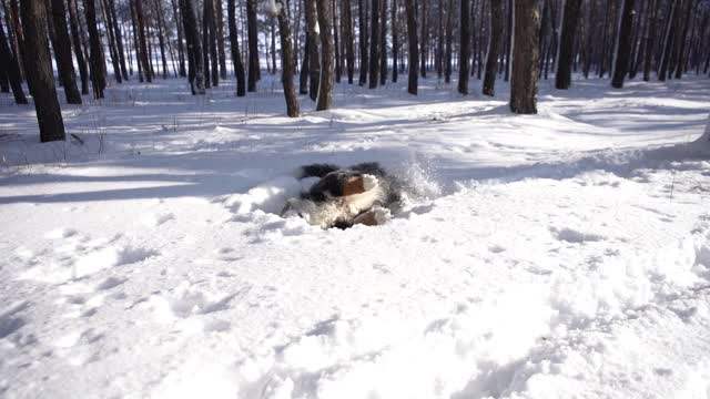 伯恩斯山犬在一个阳光明媚的日子里在公园散步，抖掉积雪视频素材