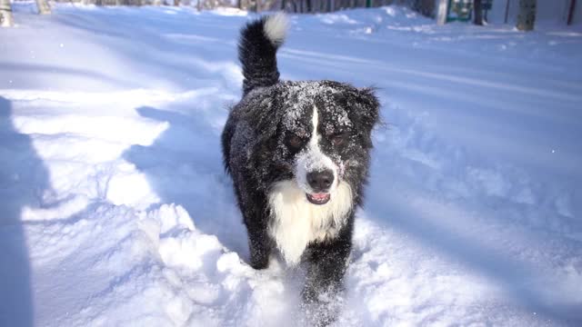 伯恩犬满身是雪，在雪堆中行走。大毛茸茸的狗视频素材