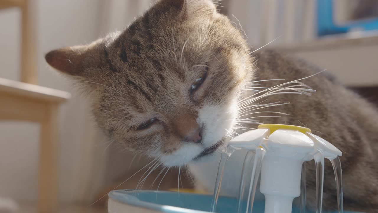 从宠物饮水器里喝水的猫。视频素材