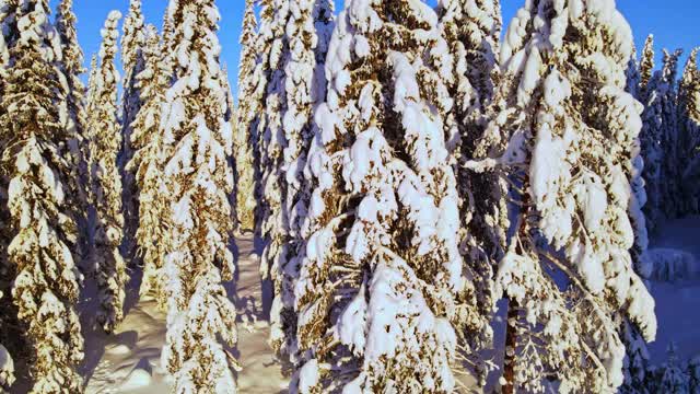 在一个晴朗晴朗的冬日里，松树上覆盖着厚厚的积雪。视频素材
