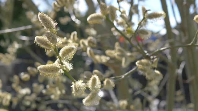 树上的柳絮，4k慢镜头，60fps视频素材