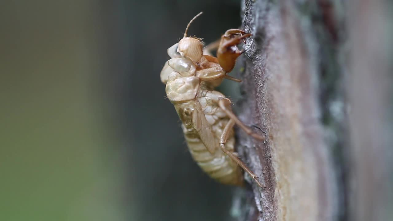 Meimuna opalifera (蝉) 蜕皮视频素材