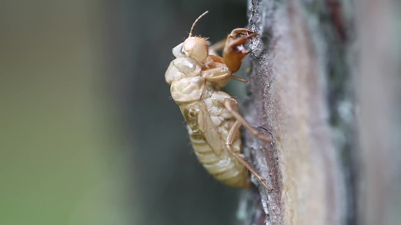 Meimuna opalifera (蝉) 蜕皮视频素材