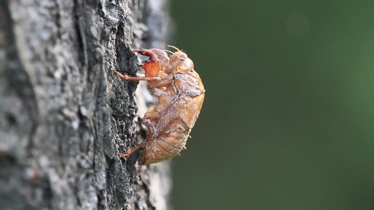 Meimuna opalifera (蝉) 蜕皮视频素材