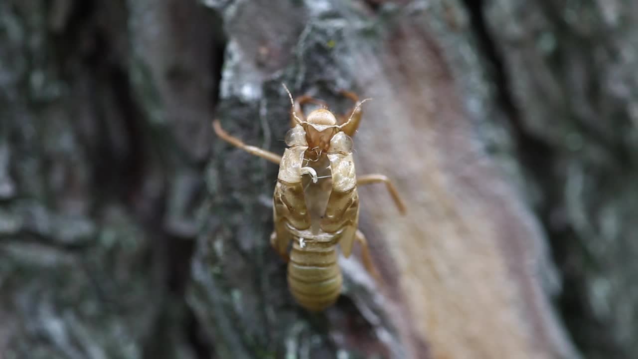 Meimuna opalifera (蝉) 蜕皮视频素材