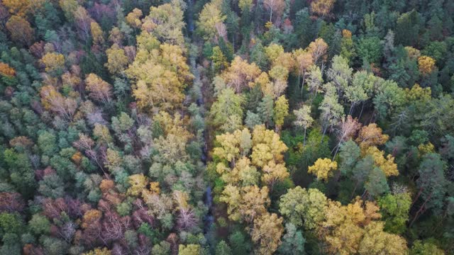 鸟瞰图的绿色松树和云杉针叶树顶森林和河流和彩色森林林地在秋天。自然背景画面。视频素材