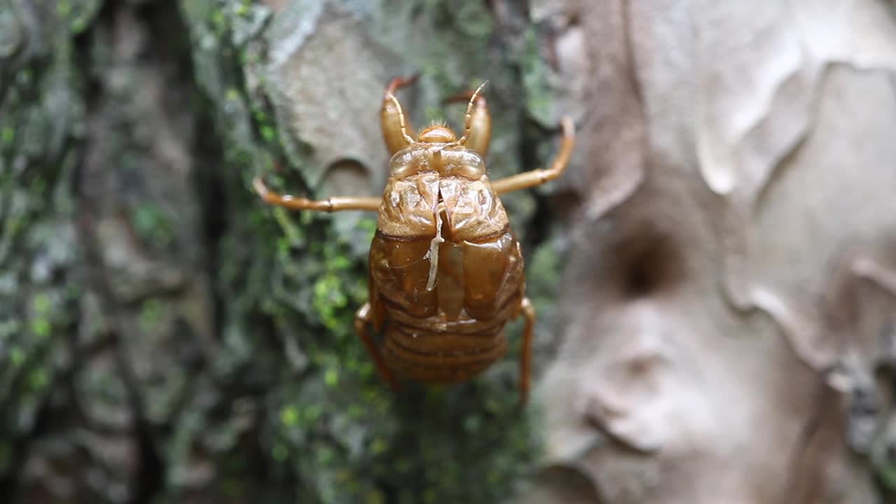 黑蝉(大棕蝉)脱壳视频素材