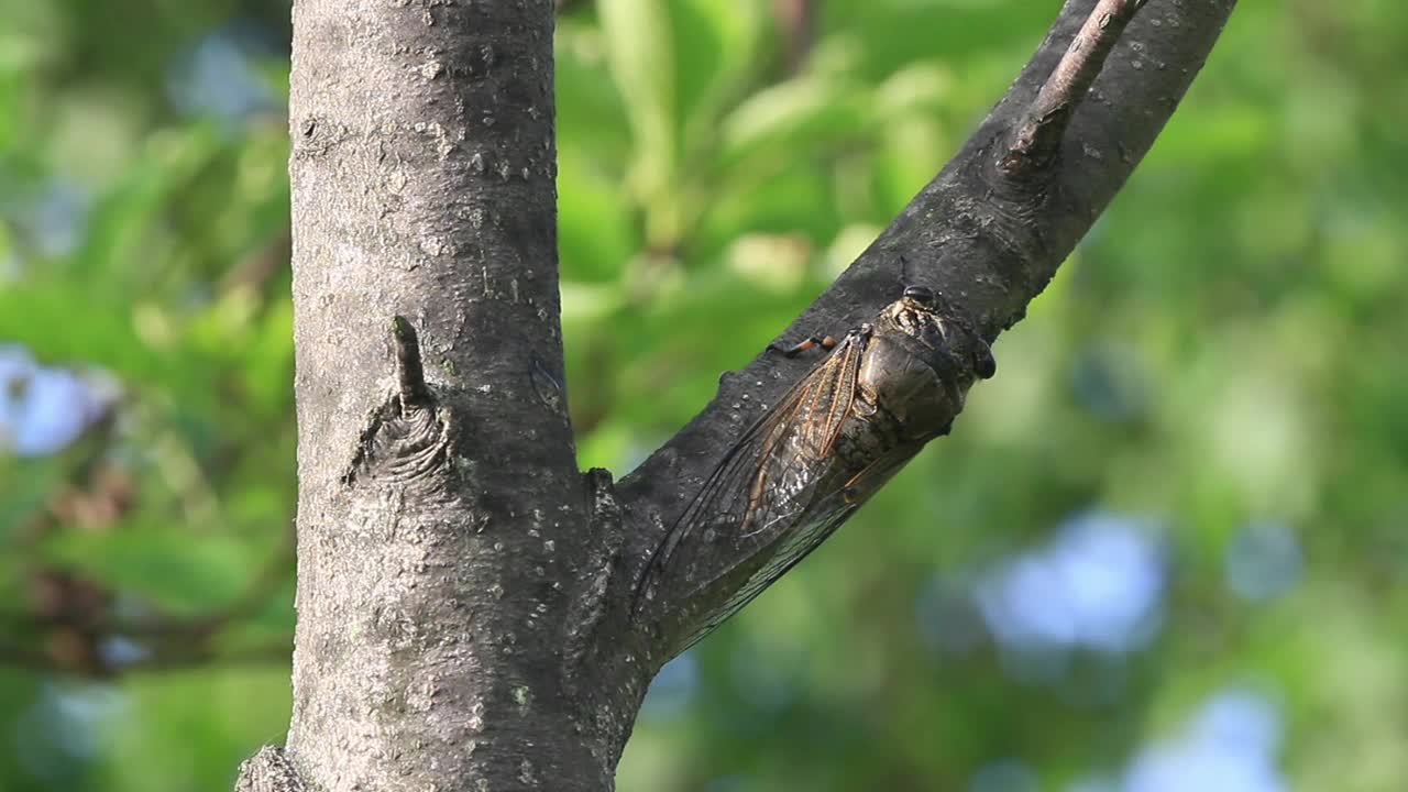 隐耳膜(蝉)视频素材