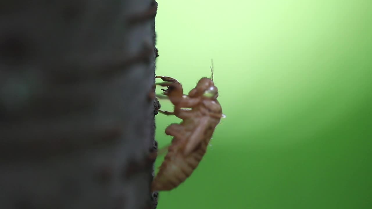 蝉蜕皮视频素材