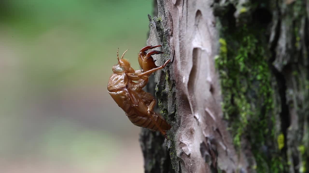 黑蝉(大棕蝉)脱壳视频素材