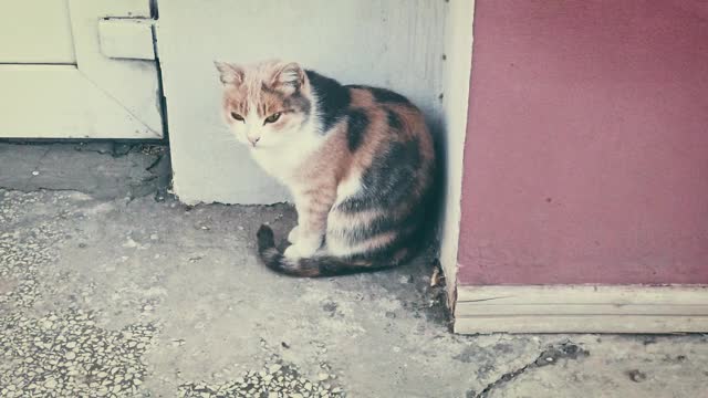 流浪猫在寻求关注和食物视频素材