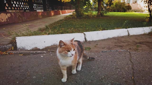 三色猫环顾四周，用腿站立，准备出发视频素材