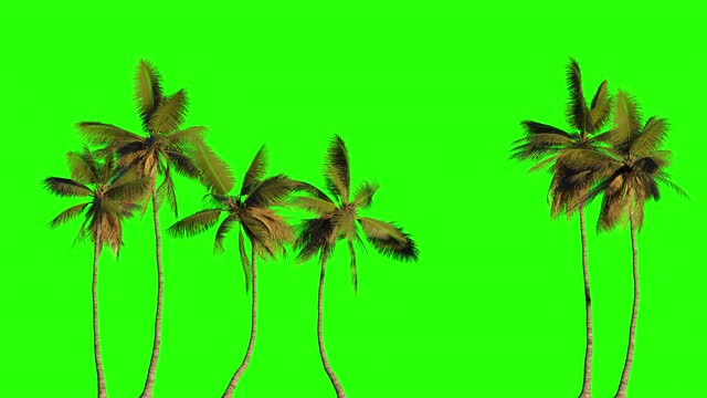 许多棕榈树站在一条线上的绿色背景的3d插图。动画键或切割。视频素材