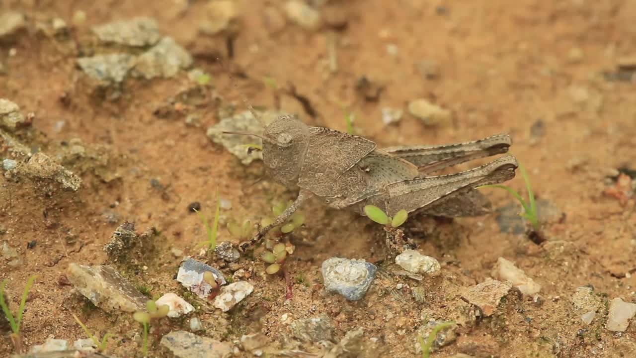 蝗虫的幼虫视频素材