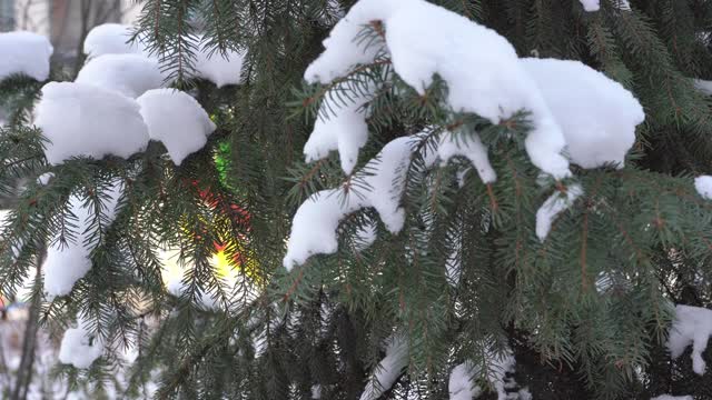 这是冬天。圣诞树被白雪覆盖，树枝在风中摇曳。松树，针叶树特写。针和雪花视频素材