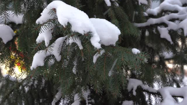 这是冬天。圣诞树被白雪覆盖，树枝在风中摇曳。松树，针叶树特写。针和雪花视频素材