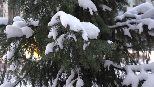 这是冬天。圣诞树被白雪覆盖，树枝在风中摇曳。松树，针叶树特写。针和雪花视频素材