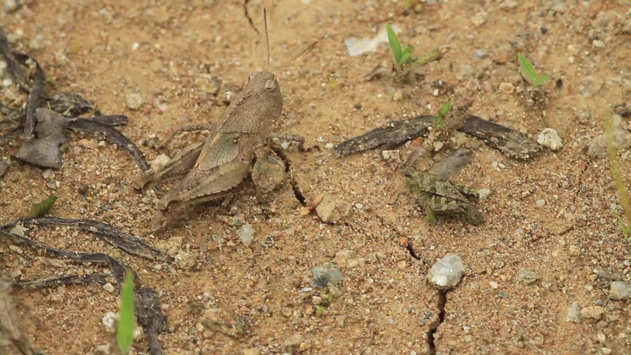 蝗虫的幼虫视频素材