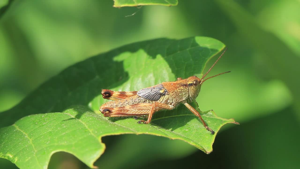 蝗虫的幼虫视频素材