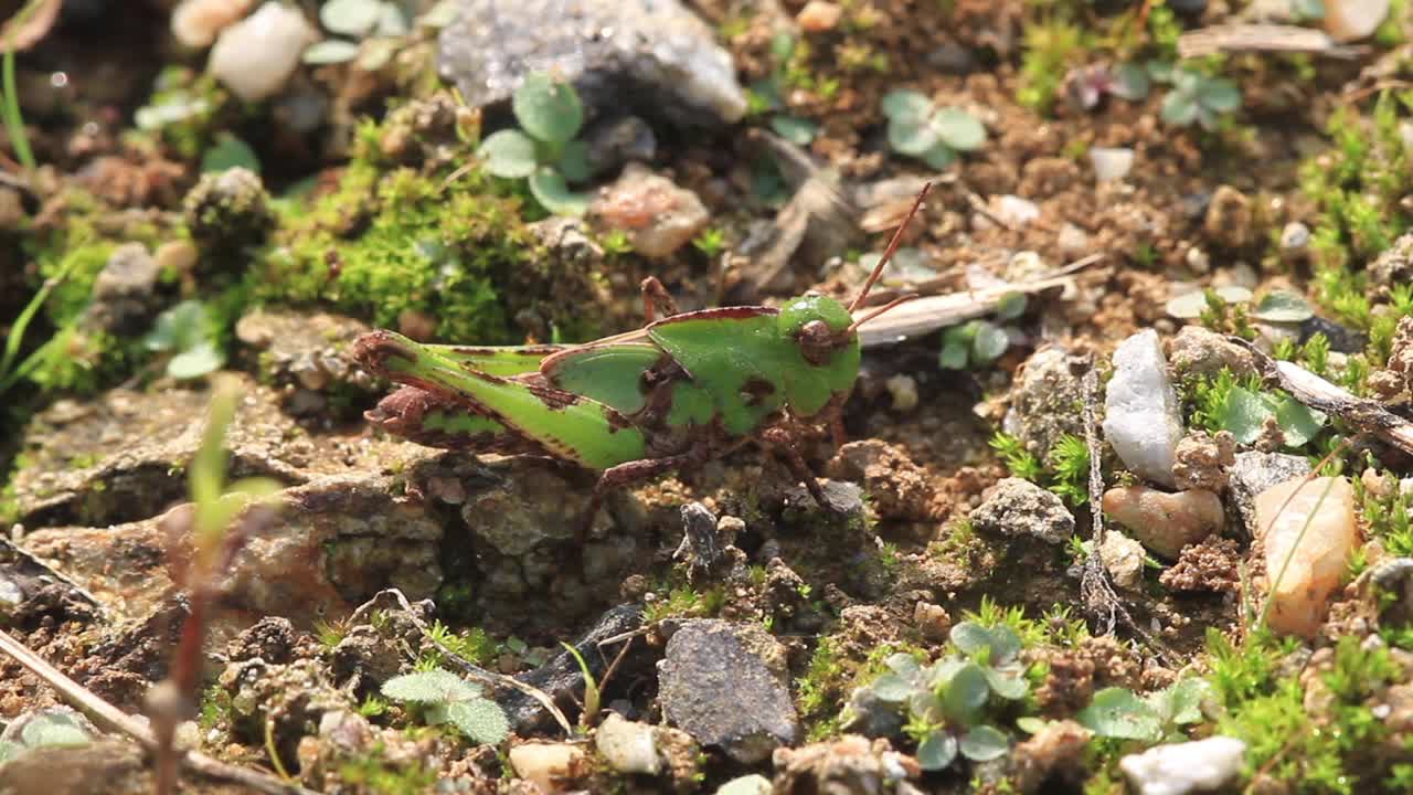 取消三叶病(蚱蜢)视频素材