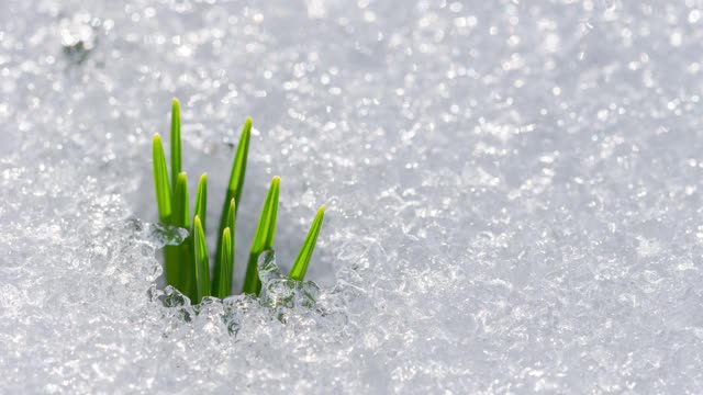 时间流逝微距融化的雪周围的小背光簇绿草视频素材