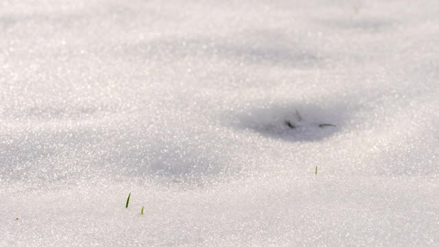 闪光和闪闪发光的雪在花园草坪上的时间流逝与草透过视频下载