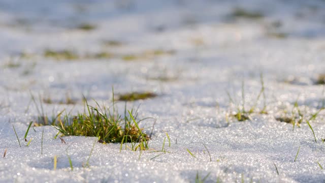 闪光和闪闪发光的雪在花园草坪上的时间流逝与草透过视频下载