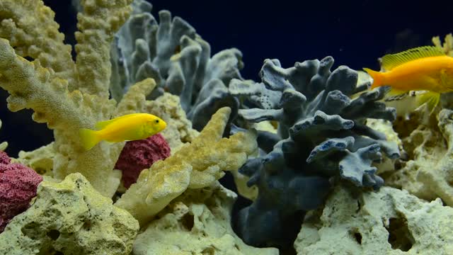 仿海造型的淡水水族馆。水景和水景设计。视频下载