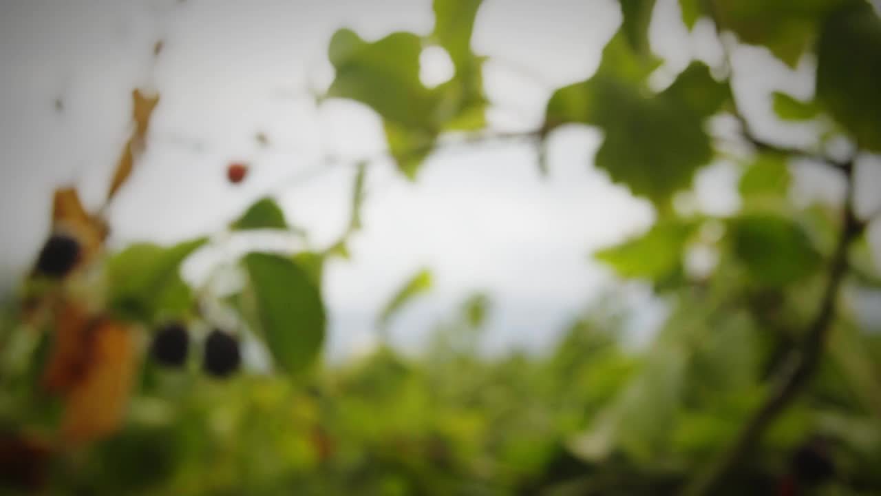 田野里树枝上的黑莓视频素材