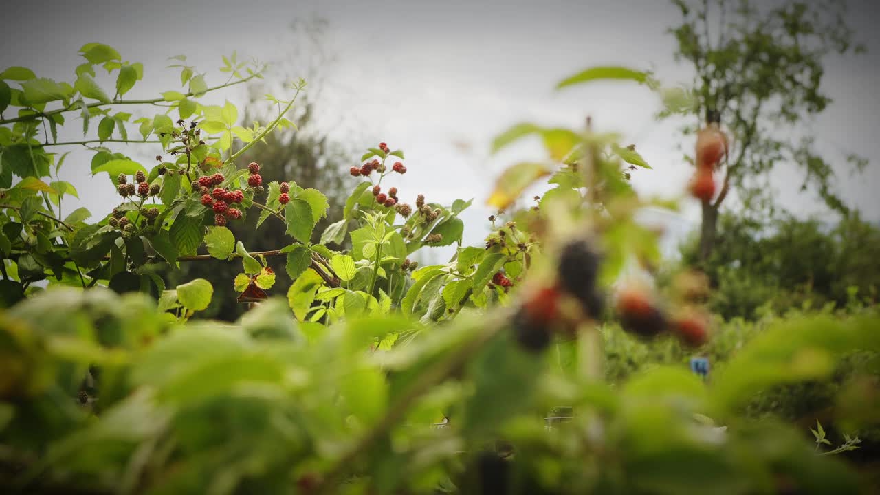 在阴天下的树枝上的黑莓的特写视频素材