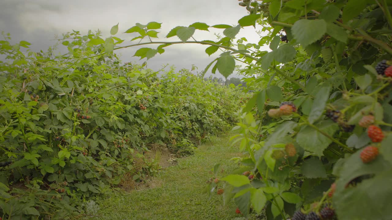 在多云的天空下一排黑莓作物的特写视频素材