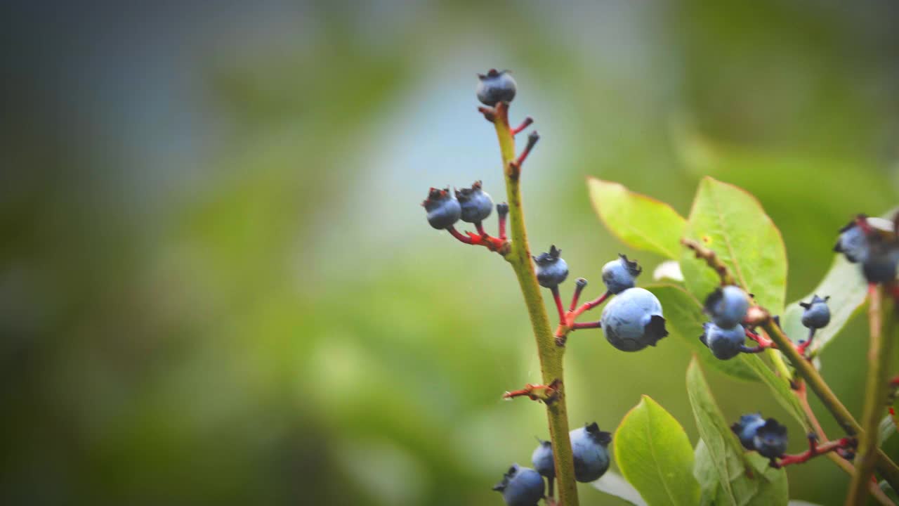 阴天下蓝莓树枝的特写视频素材