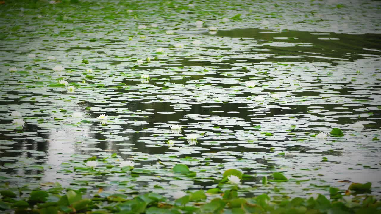 水流穿过池塘中的睡莲视频素材