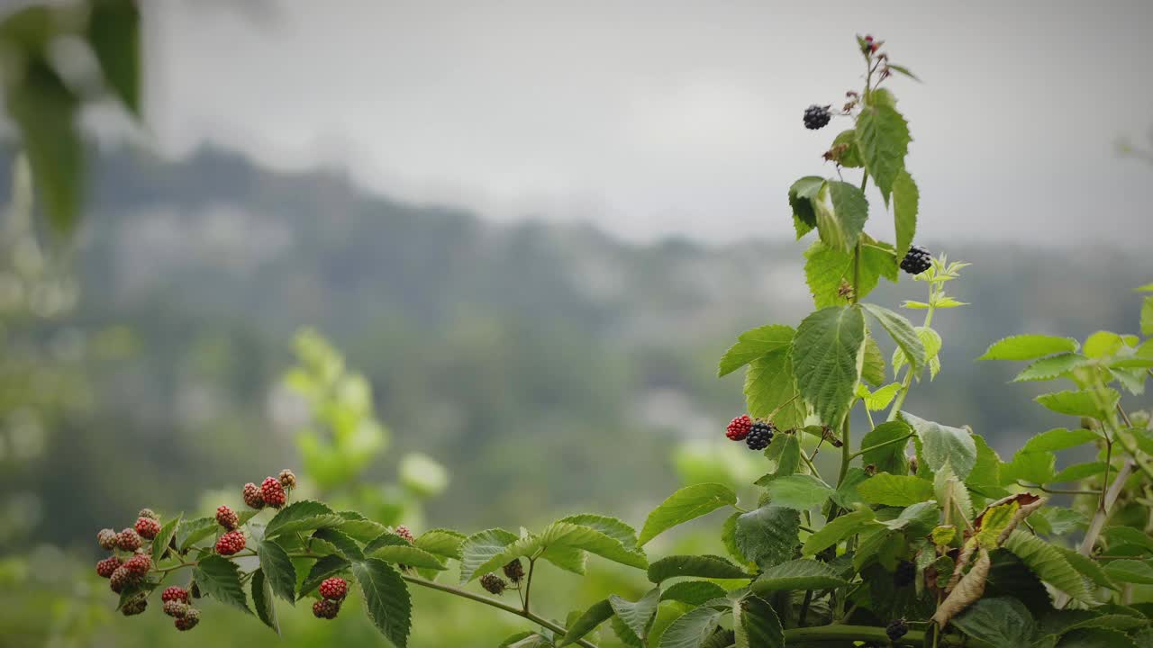 风吹过黑莓的树枝视频素材