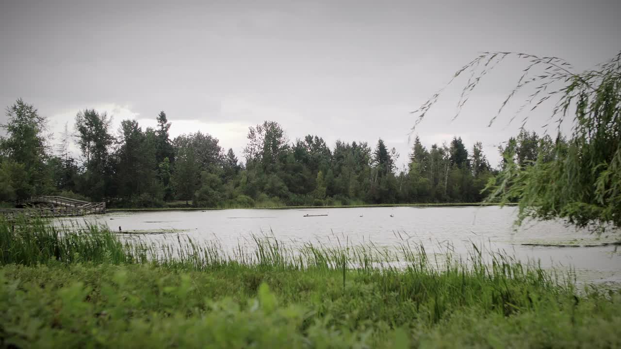 阴天下的池塘和树林视频素材