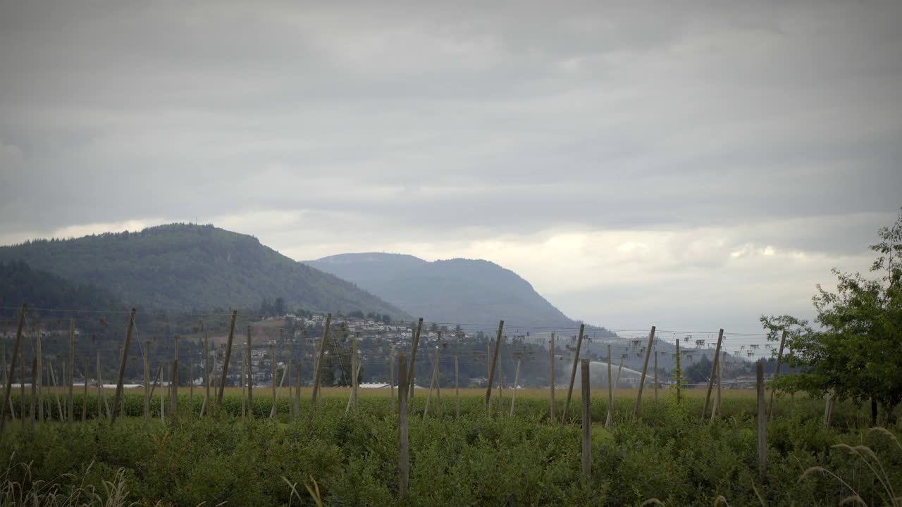 大角度的田地的水果作物被群山包围视频素材