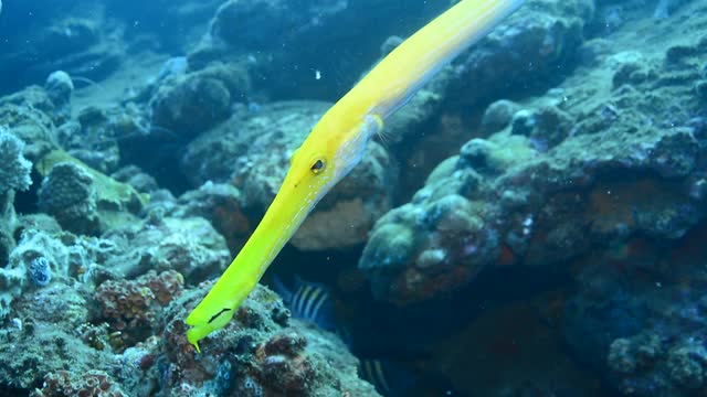 Trumpetfish。视频素材