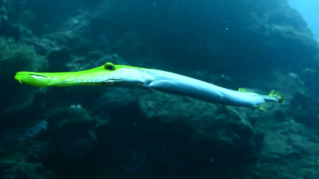 Trumpetfish。视频素材