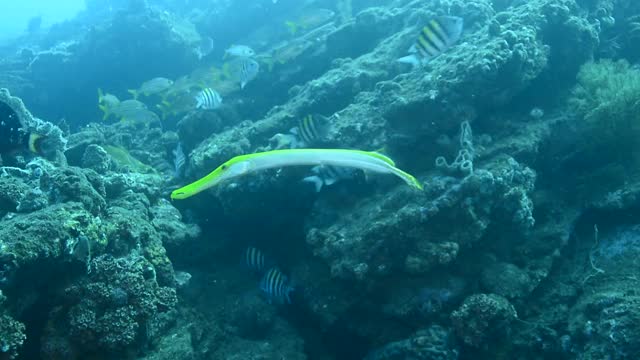 Trumpetfish。视频素材