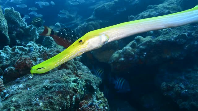 Trumpetfish。视频素材